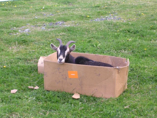 Johnnie in a box